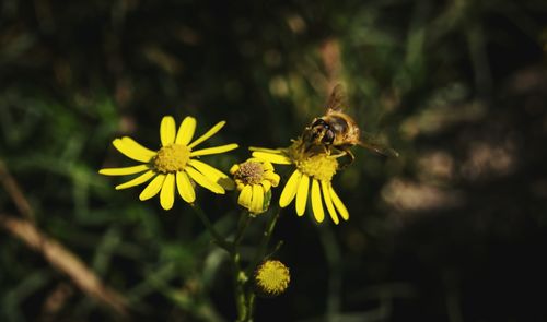 Close-up of yellow flower