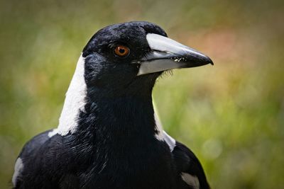 Close-up of a bird looking away