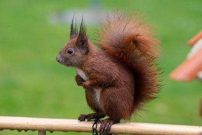 Close-up of an animal