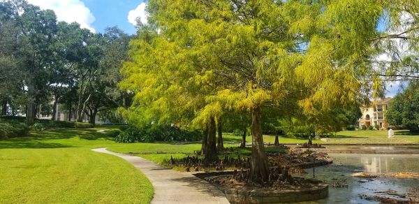 Trees and plants in park