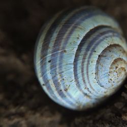 Close-up of snail