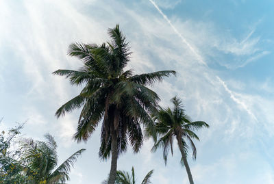 Low angle view of palm tree against sky