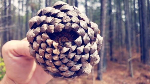 Close-up of person holding pine cone in forest
