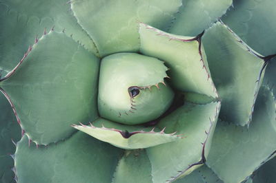 Full frame shot of succulent plant