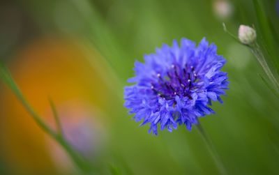 Close-up of purple flowers blooming