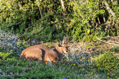 View of sheep resting on field