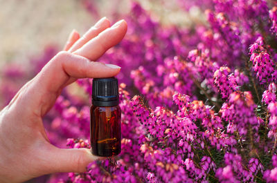 Close-up of hand holding purple flower