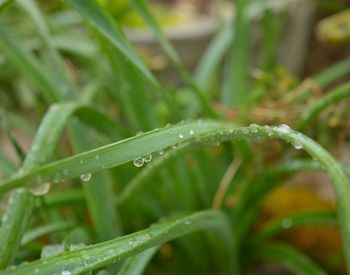 Close-up of wet insect on plant during rainy season