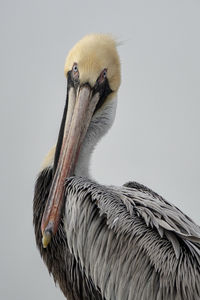 Close-up portrait of pelican