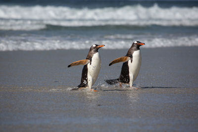 Close-up of penguin