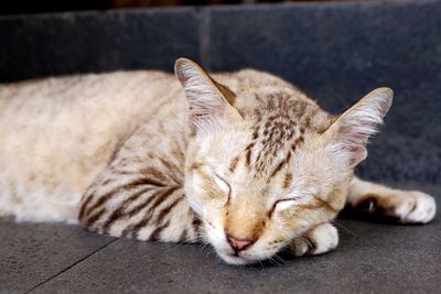 Cat sleeping on footpath