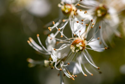 Flower in meadow