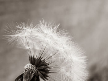 Close-up of dandelion flower