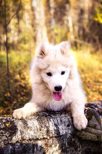 Close-up of dog standing on field