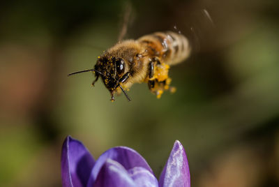 Close-up of bee on flower