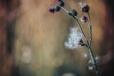 Close-up of wilted dandelion flower