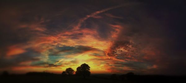 Silhouette of trees at sunset