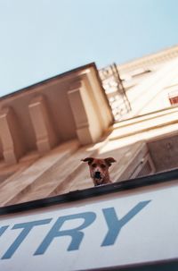 Low angle view of a dog