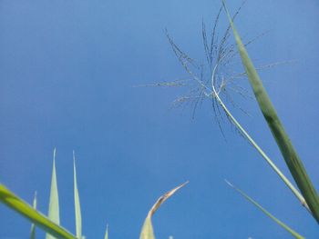 Low angle view of plant against blue sky