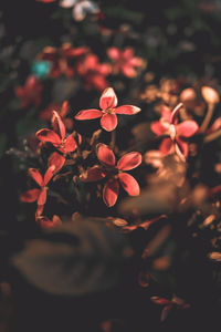 Close-up of red flowering plants