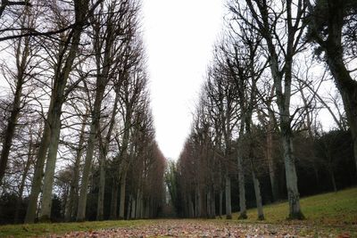 Bare trees in forest against sky