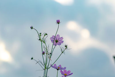 Close-up of pink flowering plant against sky