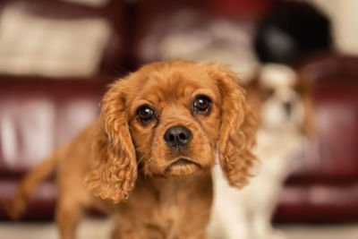 Portrait of dog