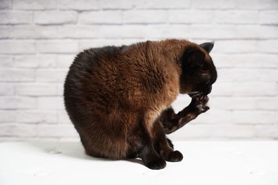 Close-up of a cat on wall