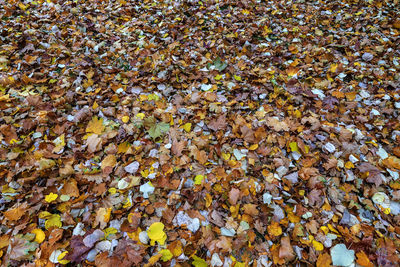 High angle view of leaves fallen on ground