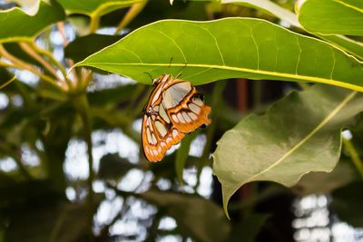 Close-up of butterfly on leaf