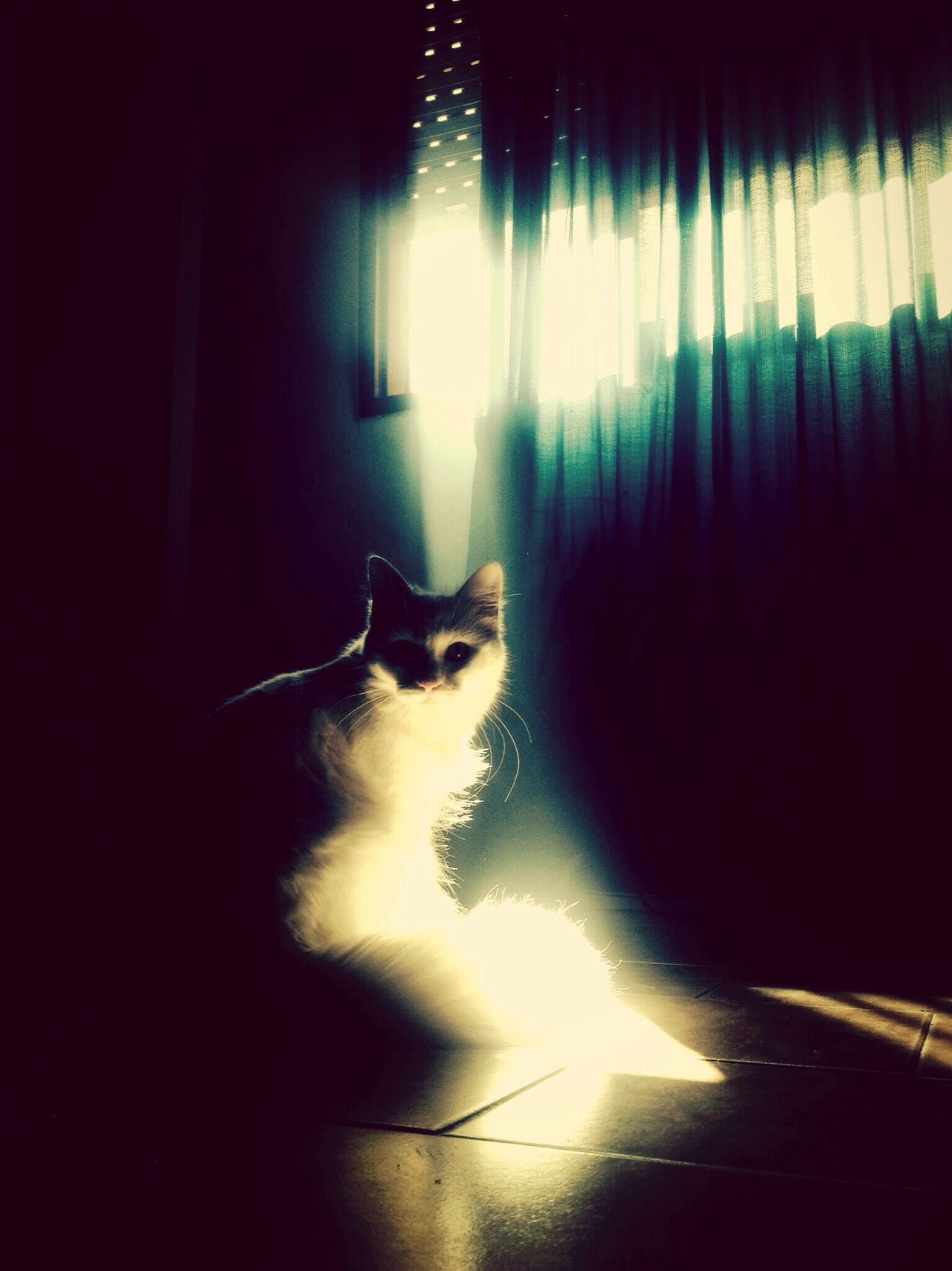 Cats of EyeEm