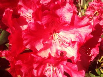 Close-up of pink flower