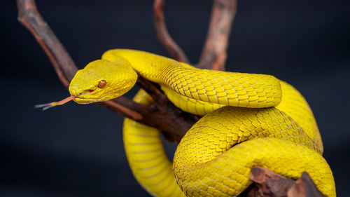 Close-up of snake