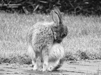 Close-up of rabbit outdoors