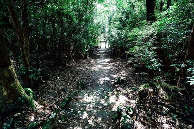 Trees in forest