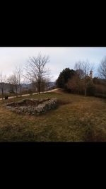 Bare trees on grassy field