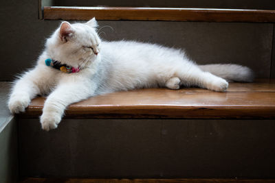 Cute cat lying on the stairs