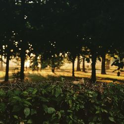 Trees growing in sunlight