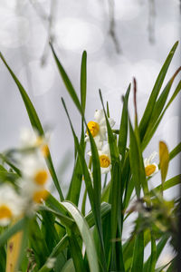 Close-up of yellow flowers