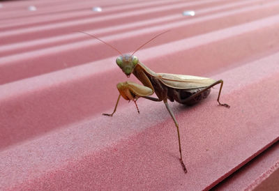 Close-up of a praying mantis in garden