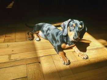 Portrait of dog relaxing on hardwood floor at home