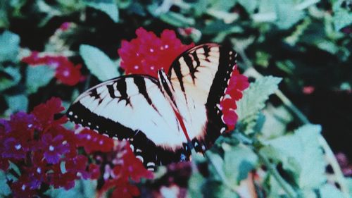 Close-up of pink flowers