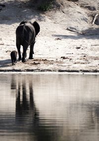 Elephant in water