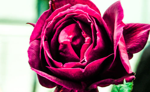 Close-up of rose against blurred background