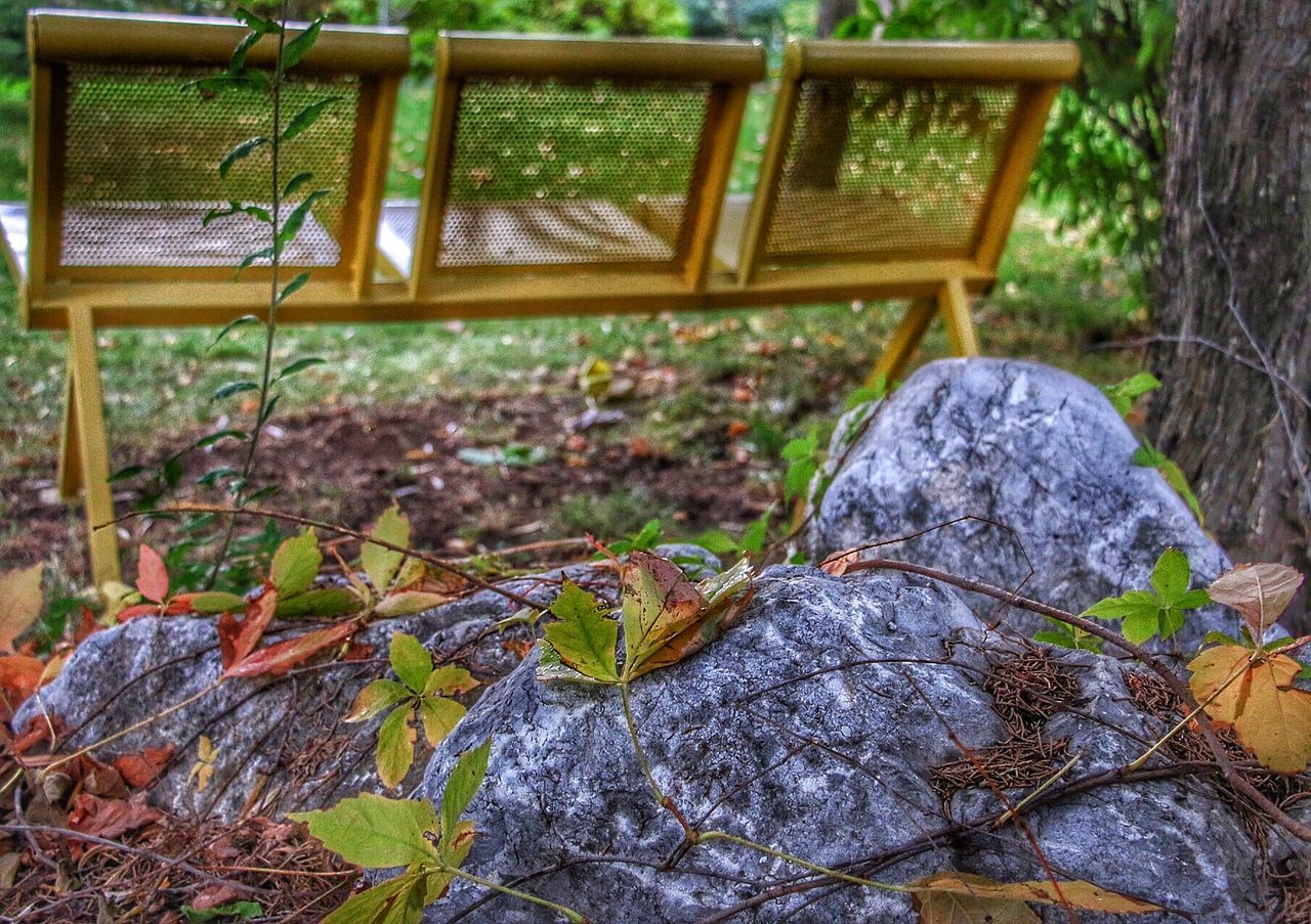 abandoned, plant, built structure, wood - material, old, damaged, obsolete, day, architecture, high angle view, house, deterioration, nature, no people, run-down, outdoors, water, rock - object, weathered, leaf