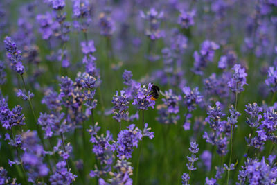 Close-up of insect on purple flowering plant