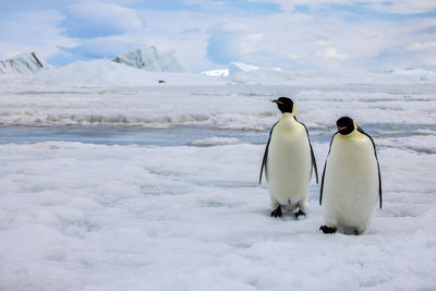 Pair of emperor penguins isolated in front of snowy landscape in antarctica