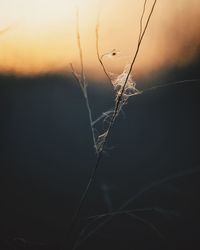 Close-up of dried plants at sunset