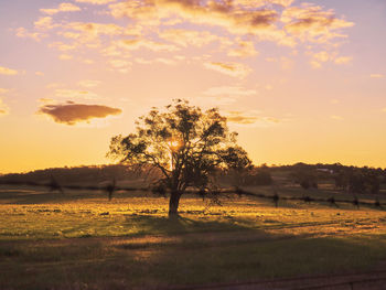 Trees on field against sky at sunset