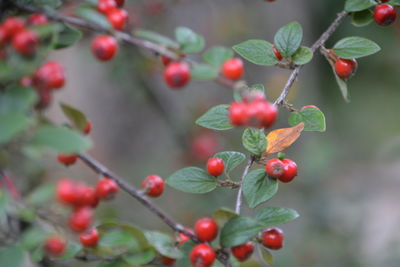 Close-up of red berries growing on tree